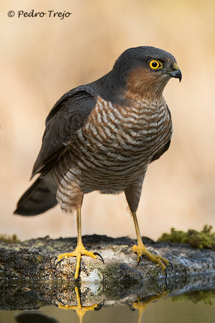 Gavilán (Accipiter nisus)